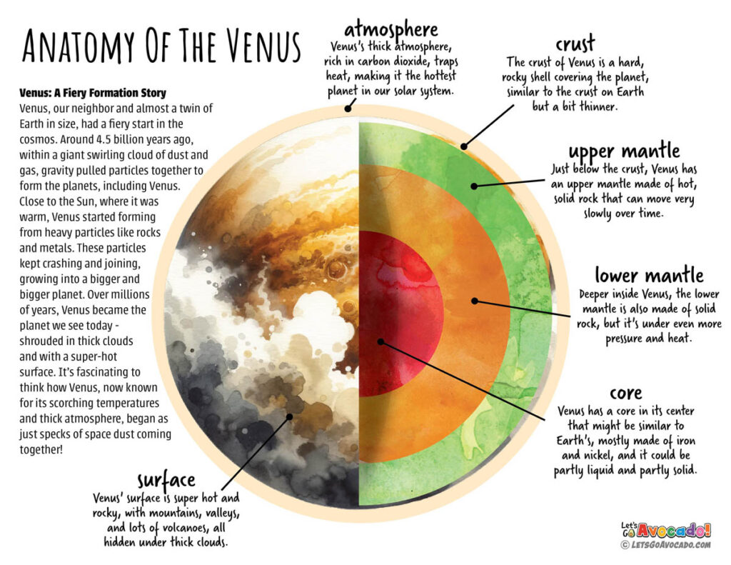 Facts about venus - venus anatomy - layers of venus