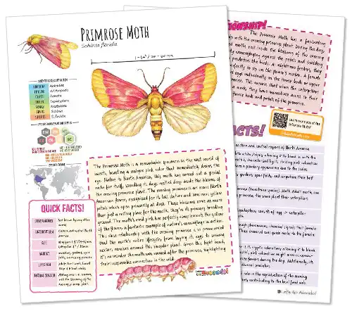 Primrose Moth Fact Sheet Homeschool Classroom Printable